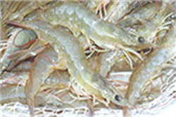 Shrimp exports to Japan: Fun temporary