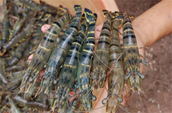 Vietnam should take advantage to increase exports prawn