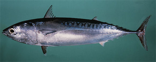 Eastern little tuna