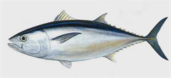 Ocean Tuna