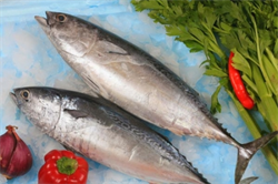 Frigate mackerel